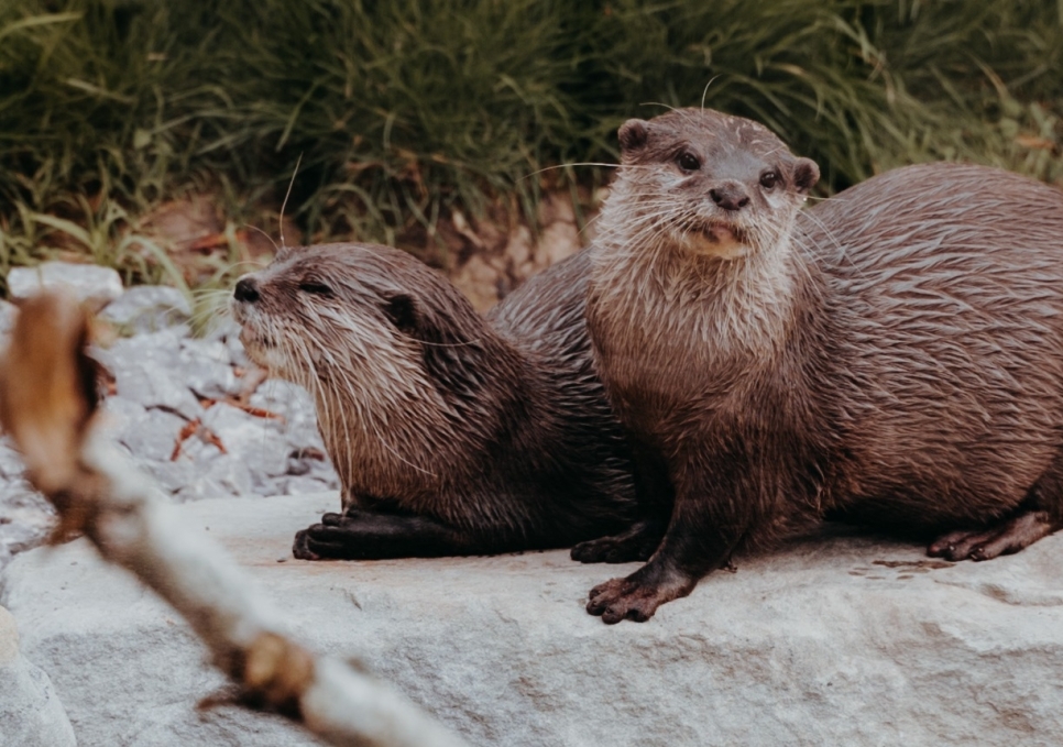 An otter-ly adorable pair have moved in